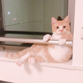 【画像】自分が可愛いことを自覚してそうな動物