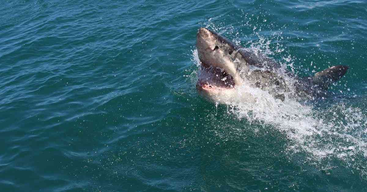 娘を守り盾に……サメに足を食いちぎられた母親が死亡 | 女性自身