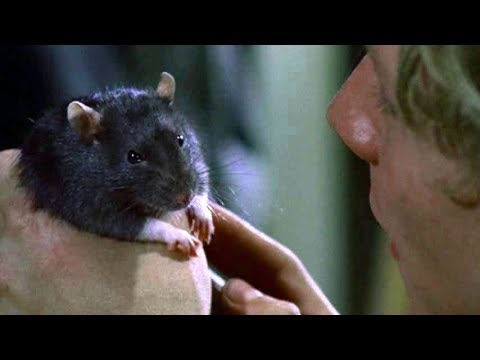 幻の動物パニック、ネズミの名演集／映画『ウイラード』DVD本編映像 - YouTube