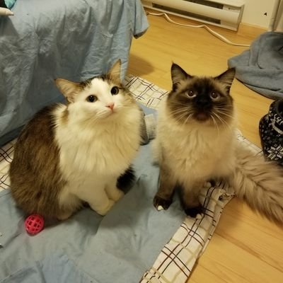 【公式】カナダ人ニュース on Twitter: 