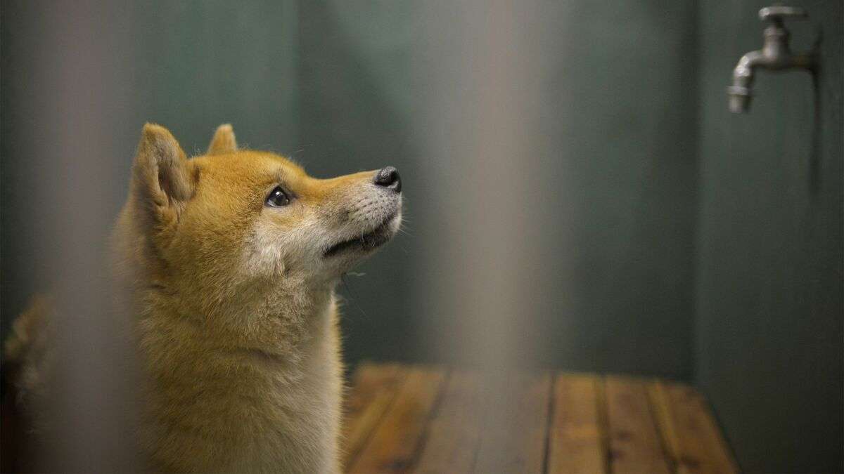 ｢大谷翔平の犬｣が悪徳業者のターゲットに…どれだけ可愛くても｢ミックス犬｣を買うべきではない理由 人間のエゴのために､犬を犠牲にしていいのか | PRESIDENT Online（プレジデントオンライン）