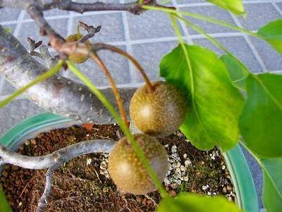 選択子なしと語りたい！