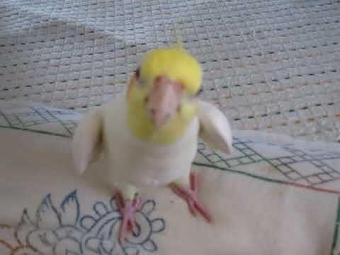 オカメインコ　フクちゃんが歌う「となりのトトロ」 Cockatiel singing - YouTube