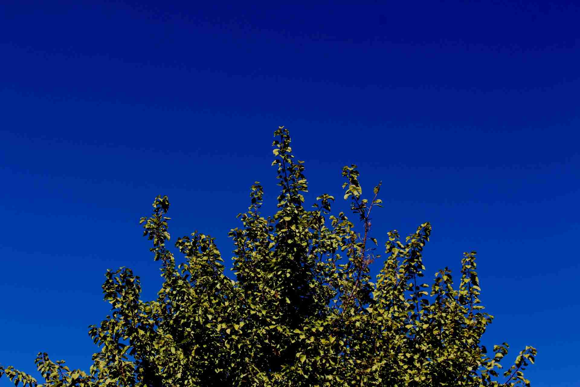 [韓国製]レイコップ(Raycop)はどこの国の会社？韓国企業？[布団クリーナー] | Gadgeblo