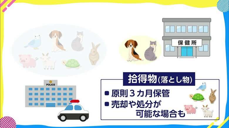 「あまりにも早すぎる」警察に殺処分されたペットのマイクロブタ…飼い主が分からない動物は落とし物？