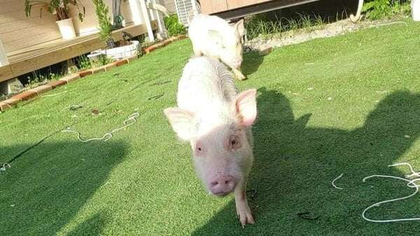 「あまりにも早すぎる」警察に殺処分されたペットのマイクロブタ…飼い主が分からない動物は落とし物？｜FNNプライムオンライン