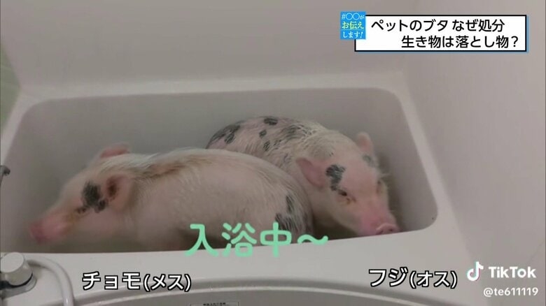 「あまりにも早すぎる」警察に殺処分されたペットのマイクロブタ…飼い主が分からない動物は落とし物？
