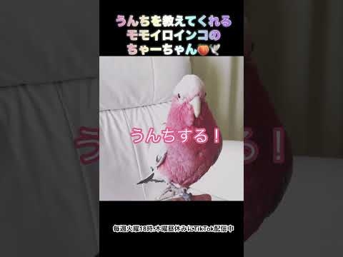 うんちをする前に教えてくれる鳥さん♡モモイロインコのちゃーちゃんです♪鳥さんにも便意はあるよ♡ - YouTube