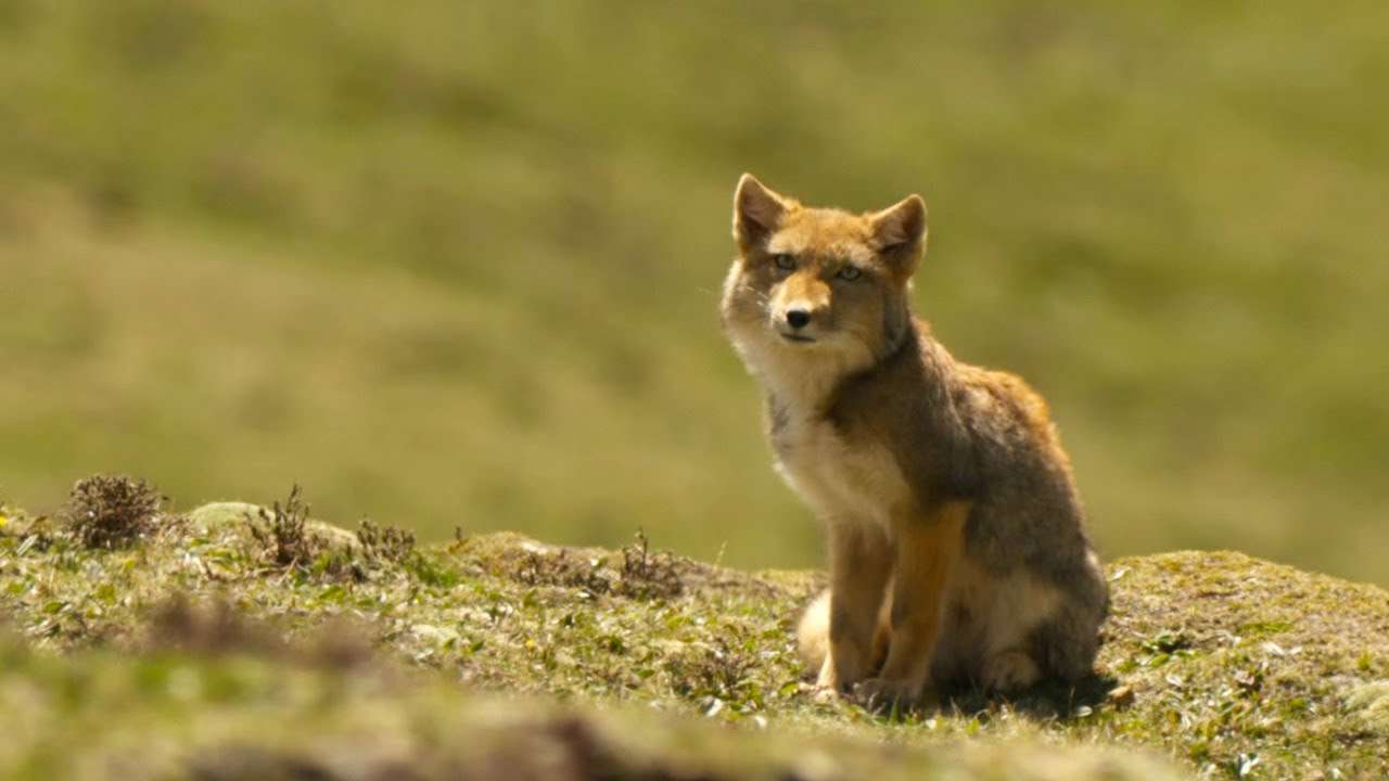 Feeding Hungry Fox Cubs is a Full-Time Job | 4K UHD | China: Nature's Ancient Kingdom | BBC Earth - YouTube