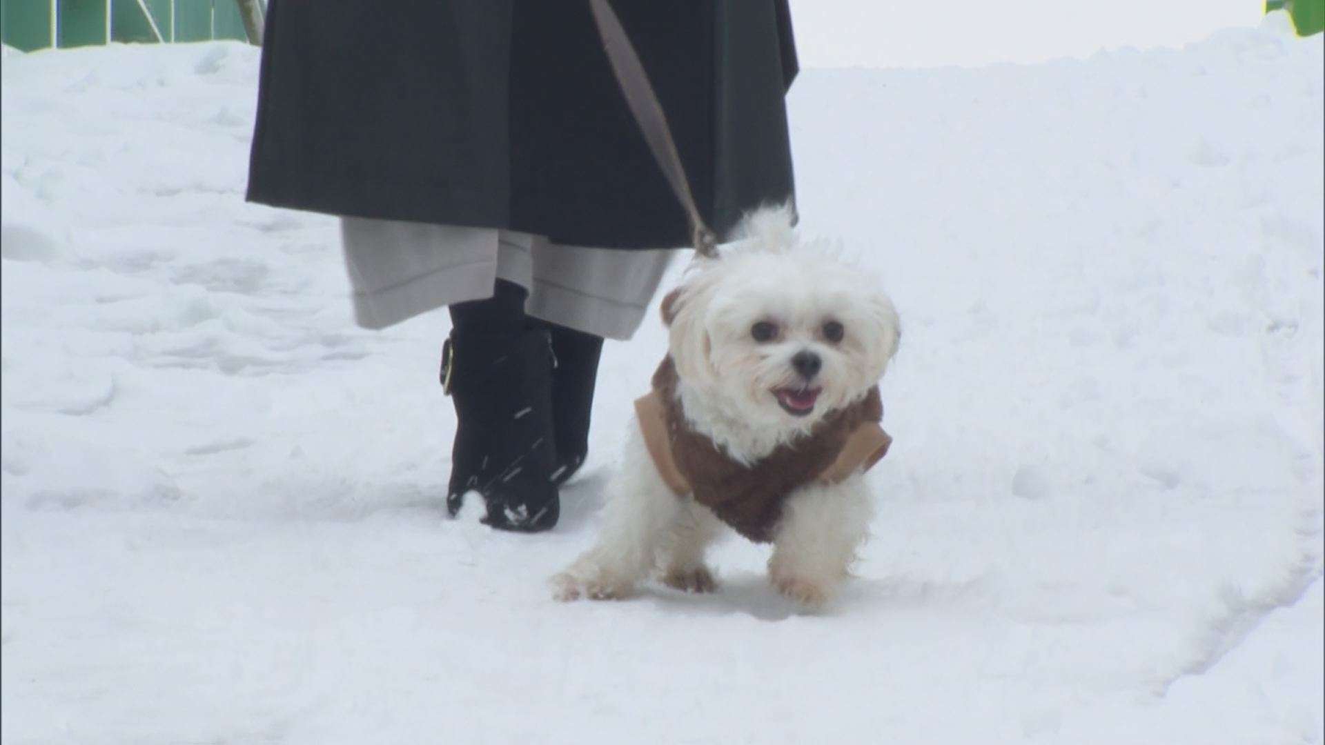 冬の犬の散歩、道路の雪を食べてはダメ…獣医師が警鐘　「融雪剤」成分で中毒症状、肉球に「皮膚炎」の可能性　寒さにストレス感じる犬も | TBS NEWS DIG