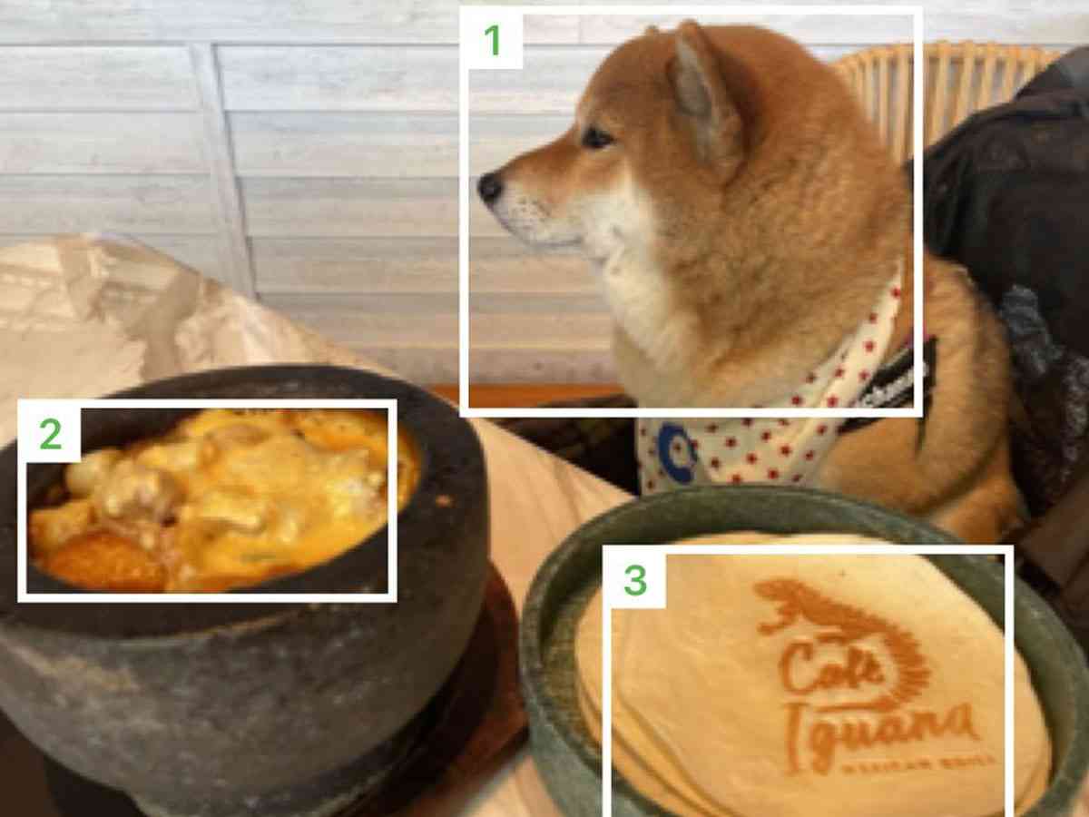 柴犬を食べ物判定するアプリ　『表示された料理名』に「ウケる」「似ているから仕方ないね」  –  grape [グレイプ]