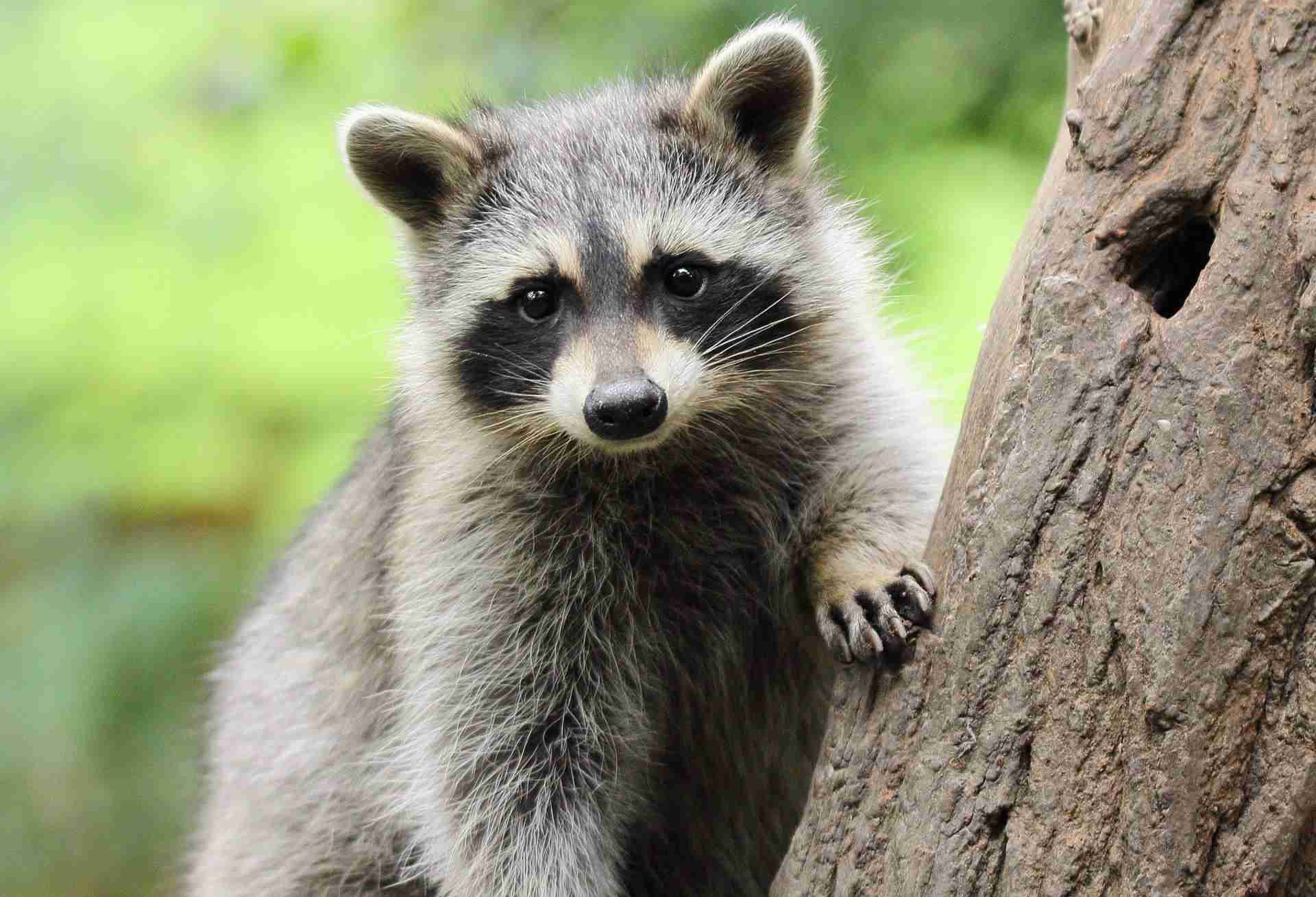         「クマが東京23区内に現れる日も遠くない」アライグマやハクビシンまで都会に出没する理由 | 日刊SPA!    