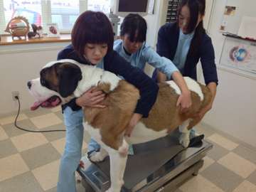 大型犬が好きな人が画像を貼ったり愛でたりするトピ