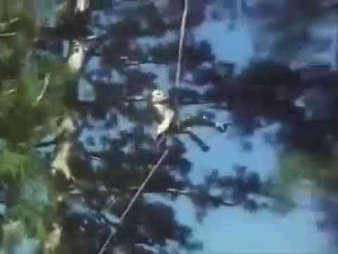 タカスギ - YouTube
