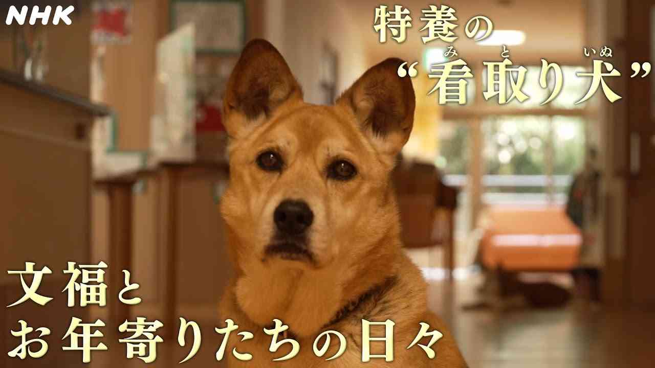 「人生の最後に、自分の大切なものを『諦めろ』は酷」犬・猫と入居できる老人ホーム、現場を10年見つめてきた中での課題とやりがい
