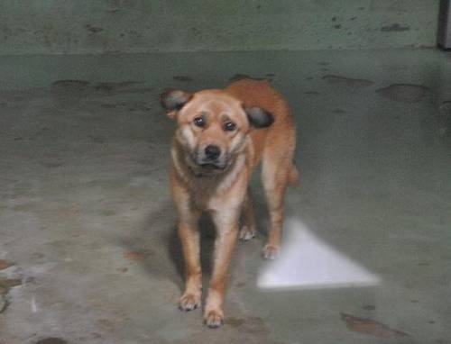 看取り犬　～文福の看取り活動～｜さくらの里山科公式ブログ