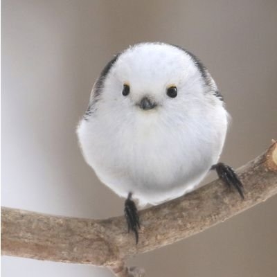 メビウスゲームズ on Twitter: 