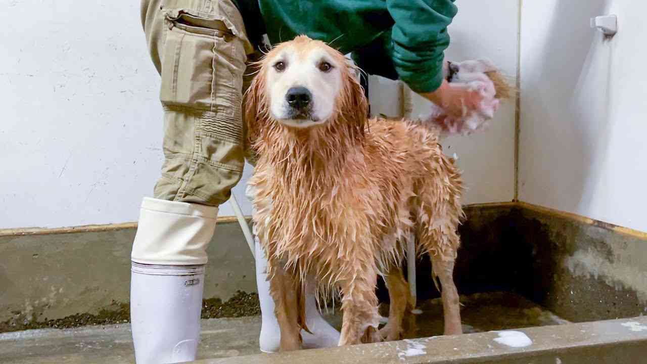 普段破天荒な犬が感情をなくしてしまった瞬間【飼育員が教える大型犬のシャンプー方法】 - YouTube