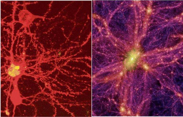 やはり、脳と宇宙の構造は似ている......最新研究|ニューズウィーク日本版 オフィシャルサイト