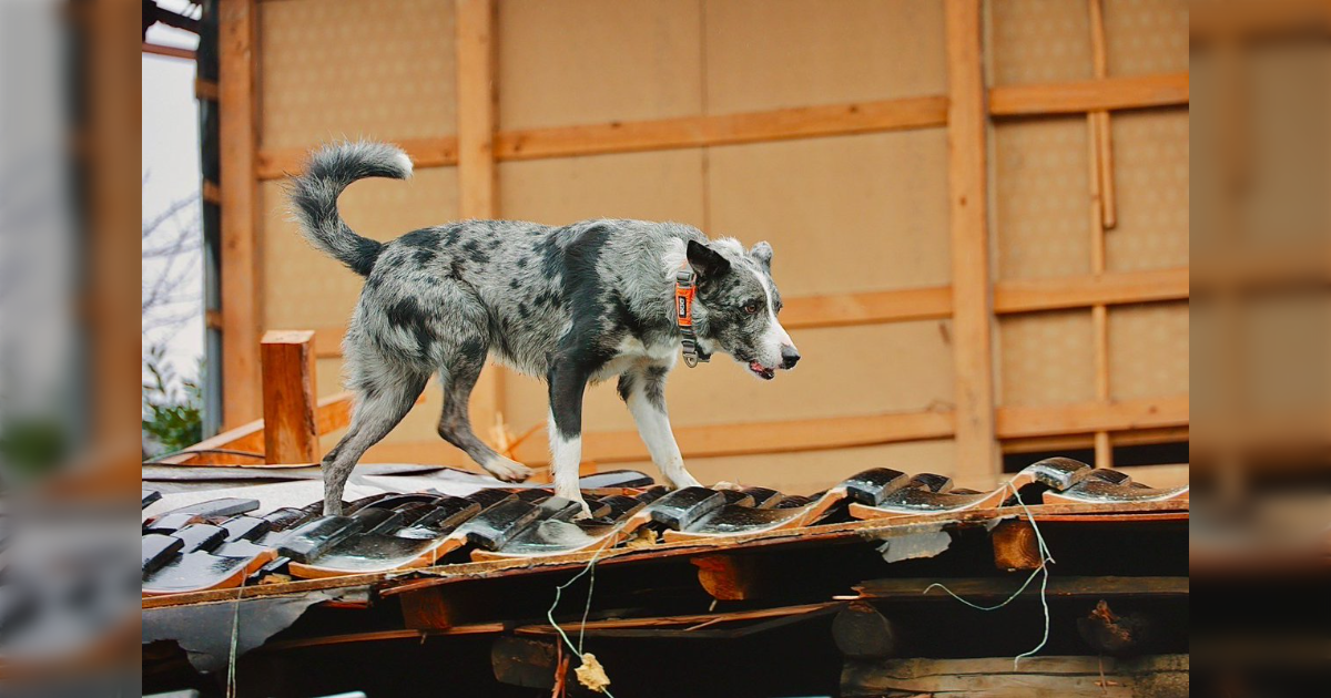被災地で活動中の災害救助犬が生存者を発見！がんばるワンコたちの姿と、応援方法をまとめました - Togetter