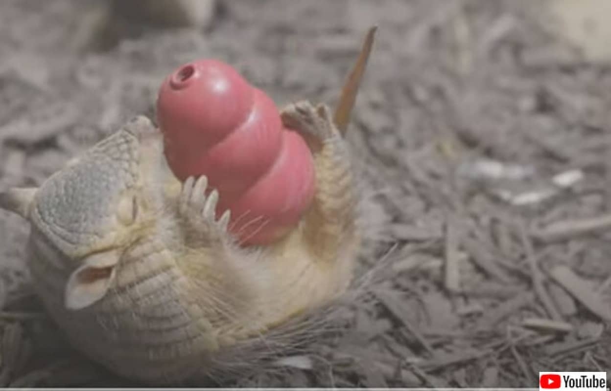 珍しいと思った画像トピ