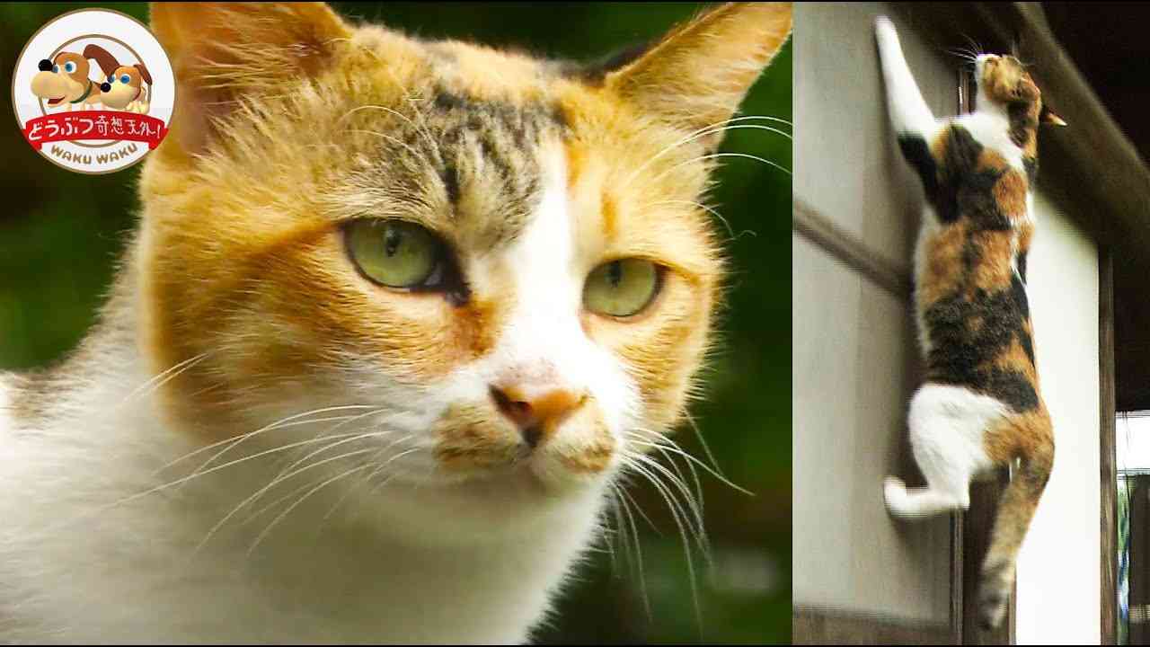 ネコを外に出してはいけない意外な理由　驚異的な狩猟能力が与える生態系への影響