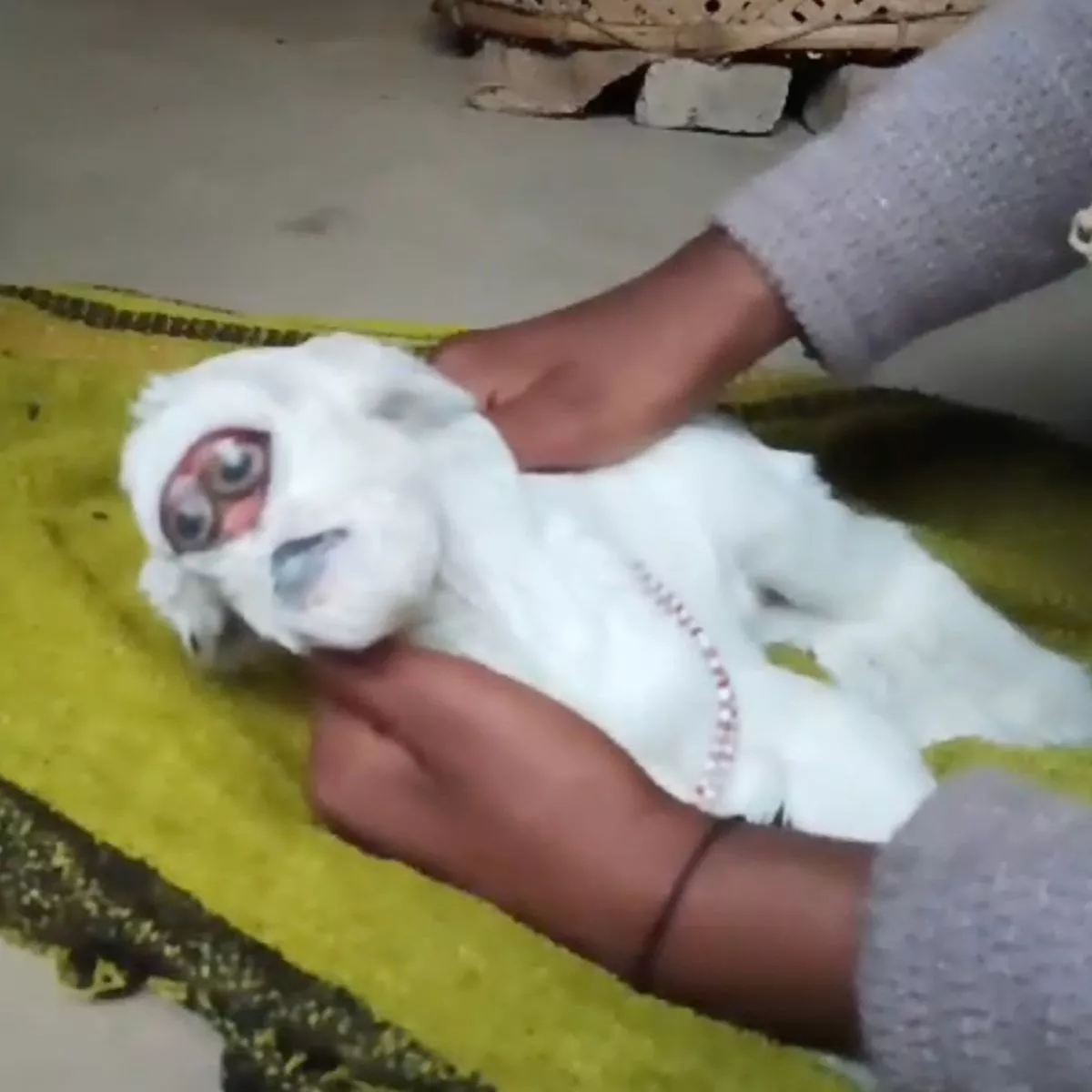 【画像あり・閲覧注意】「神の生まれ変わり？」人間の顔のようなヤギ誕生で小さな村は大騒ぎ（印）