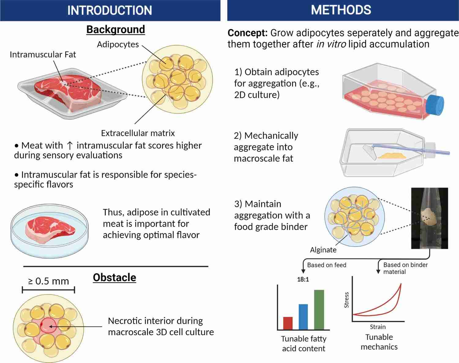 Lab-grown fat could give cultured meat real flavor and texture