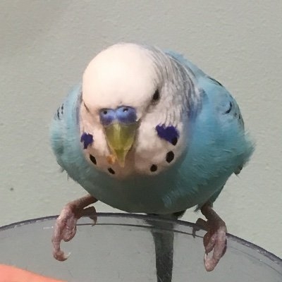 嶋サブレ