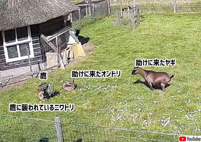 仲間は助ける！鷹に襲われているニワトリを助ける為、飛び込んでいったオンドリとヤギ : カラパイア