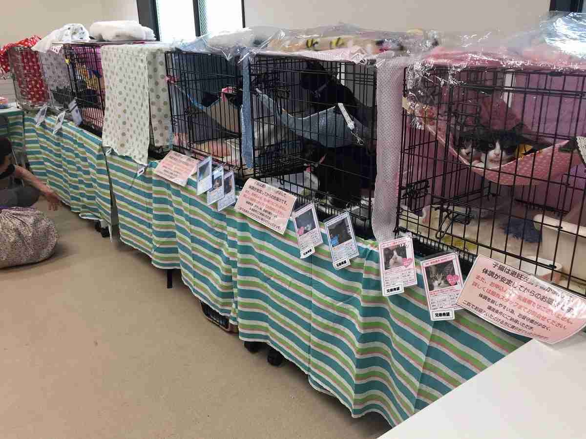 動物愛護団体の見極めるべき実態…寄付狙いや虐待ケースも【杉本彩のEva通信】 | 社会 | 福井のニュース | 福井新聞ONLINE