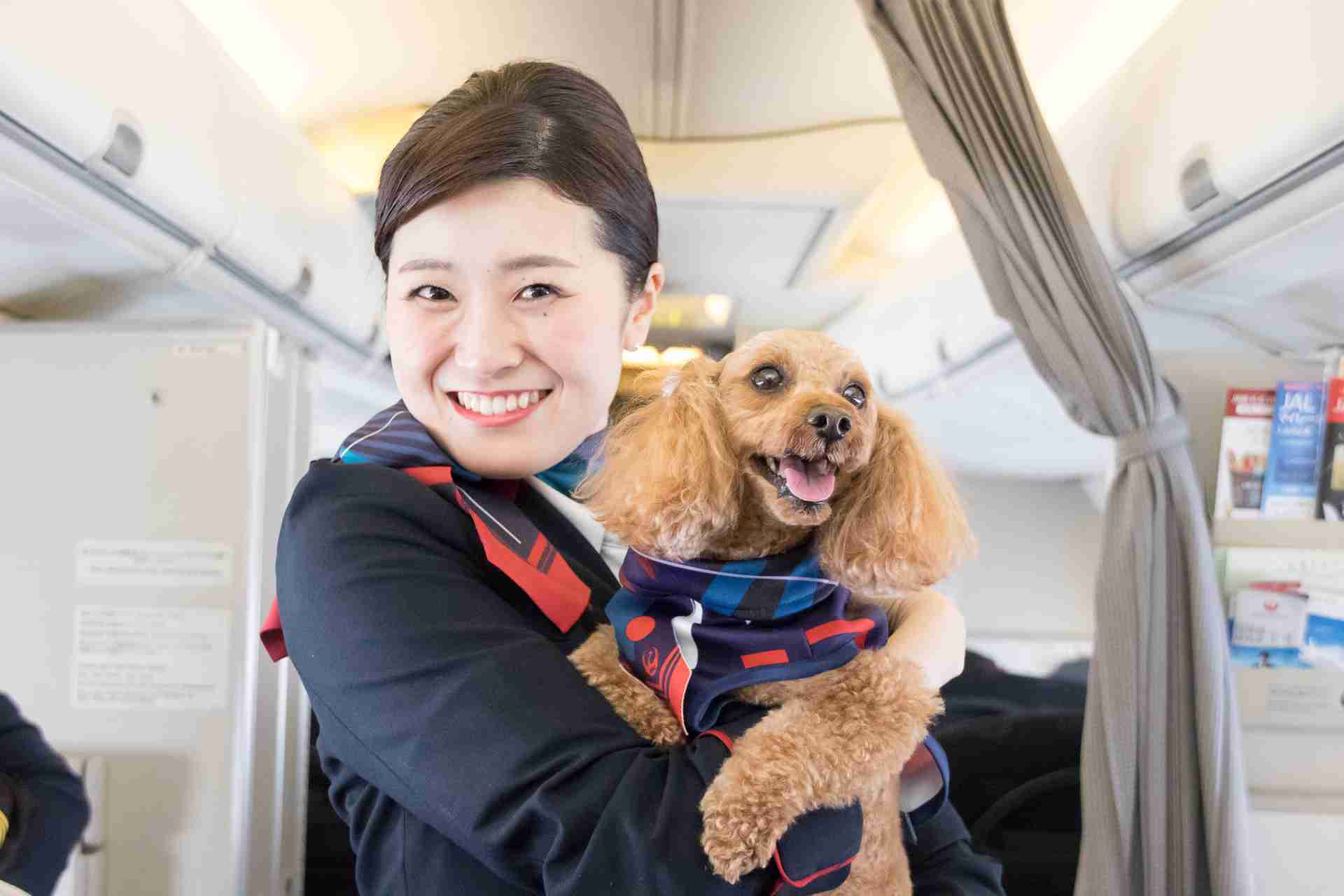 愛犬と機内でも一緒！　JALが3回目の「ワンワンJET」開催。成田～那覇のチャーター便同乗レポート  - トラベル Watch