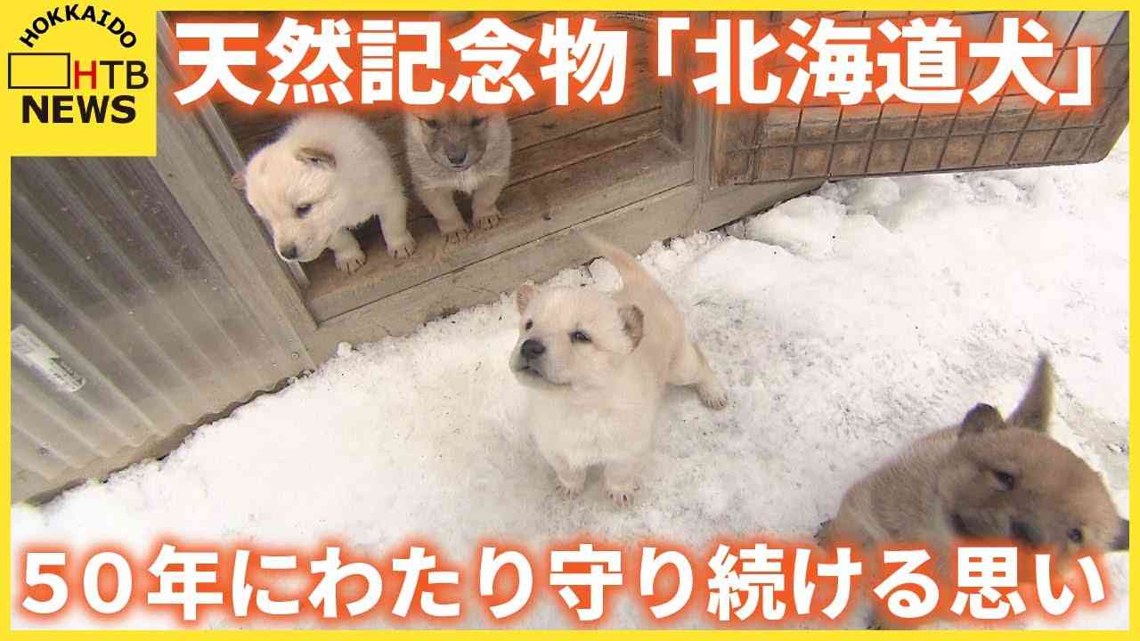 ４匹の子犬誕生　かつてはアイヌ民族の狩猟犬　天然記念物「北海道犬」を５０年にわたり守り続ける思い - YouTube