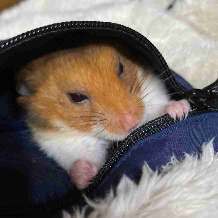 「脱走したと思ったら…」スパイ映画の主役になれそうなハムスターが激写される…!→「かわいいw」「これは気づかない」