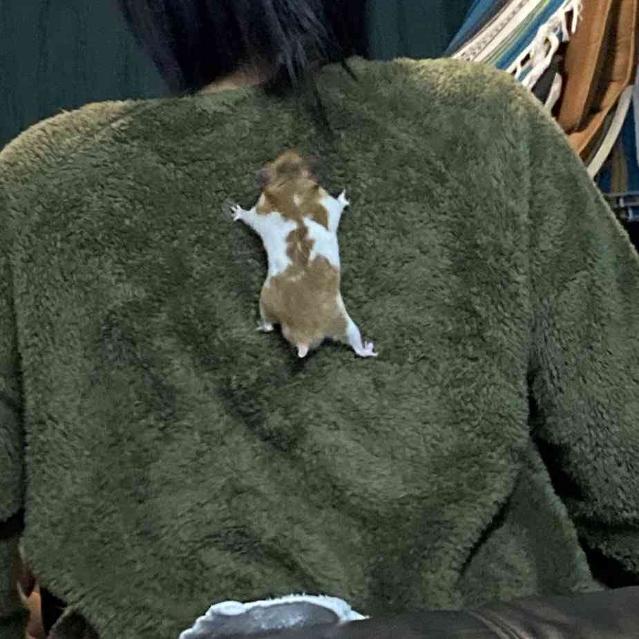 「脱走したと思ったら…」スパイ映画の主役になれそうなハムスターが激写される…!→「かわいいw」「これは気づかない」