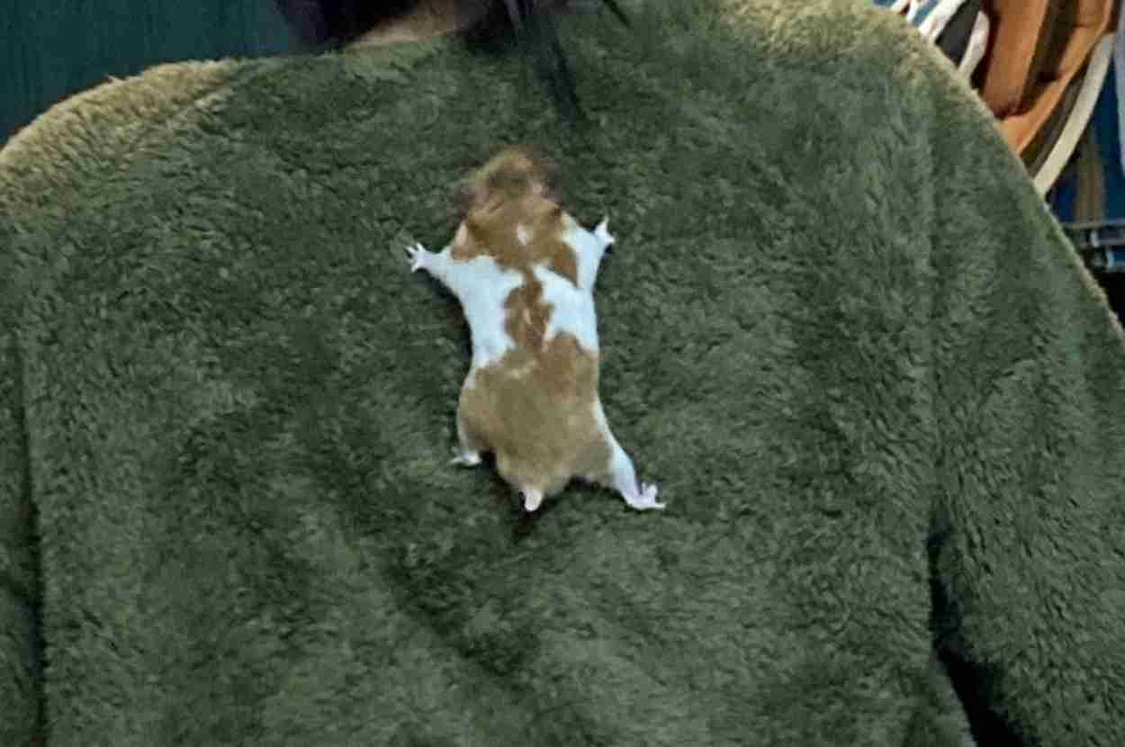 「脱走したと思ったら…」スパイ映画の主役になれそうなハムスターが激写される…！→「かわいいw」「これは気づかない」