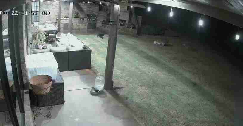 仲良しの小型犬を襲ったコヨーテ、黒猫が飛び出して撃退　米オクラホマ州