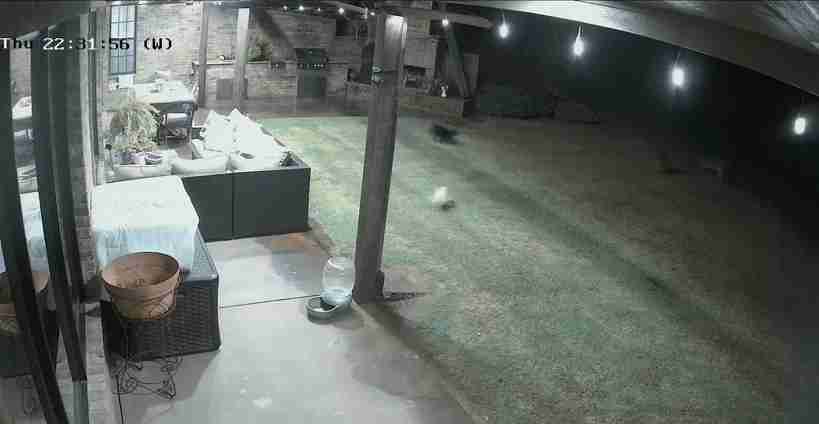 仲良しの小型犬を襲ったコヨーテ、黒猫が飛び出して撃退　米オクラホマ州