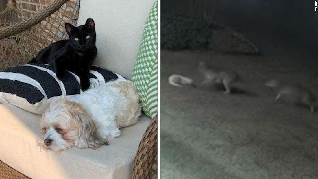 仲良しの小型犬を襲ったコヨーテ、黒猫が飛び出して撃退　米オクラホマ州 - CNN.co.jp