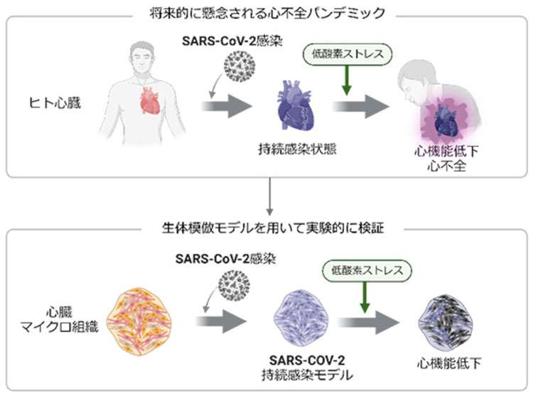 新型コロナ、また増加傾向で「第10波」の兆しも　感染は心不全リスク高める恐れと理研