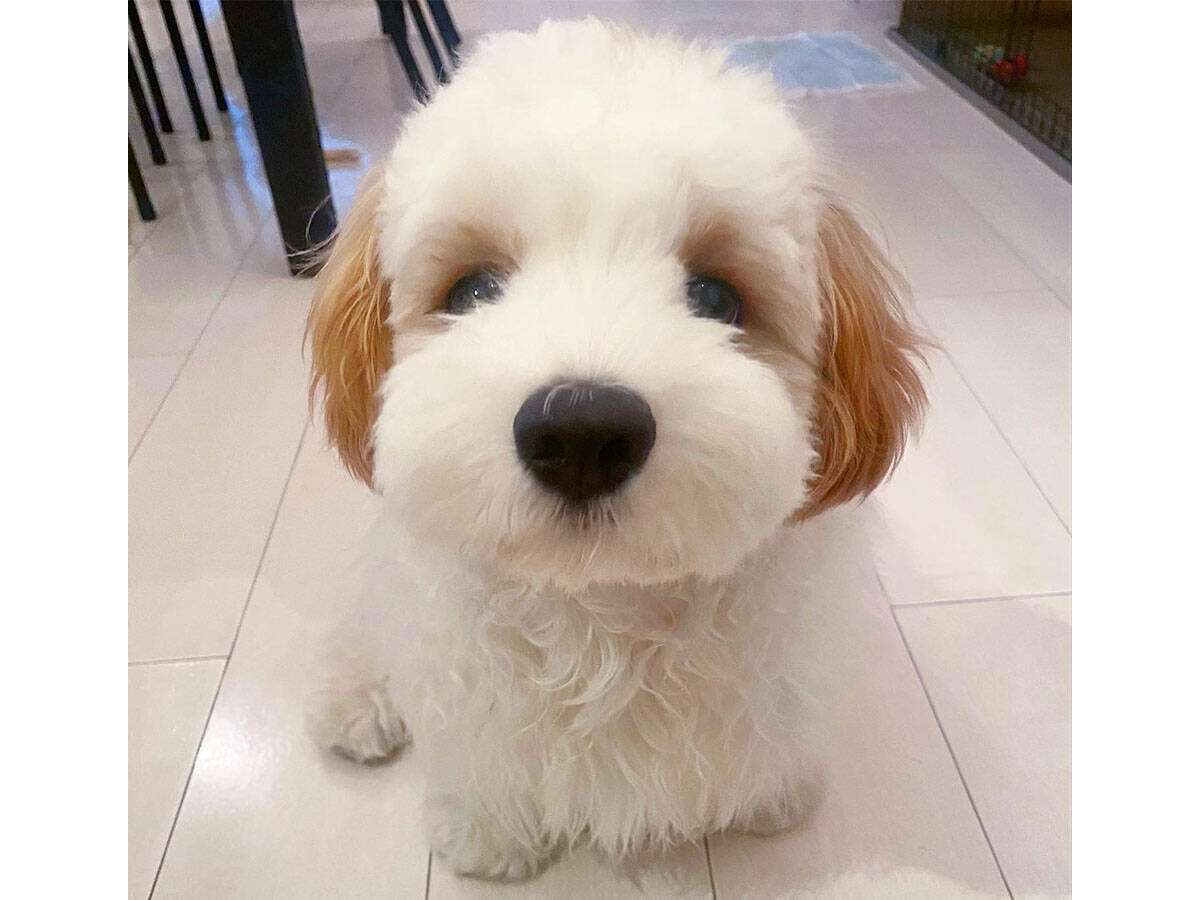 【ネットでは猫と犬が頂点】インターネットのヒエラルキーを描いた図解が万バズ!「そらそうよ」「文鳥以外は納得」とネット民は侃々諤々