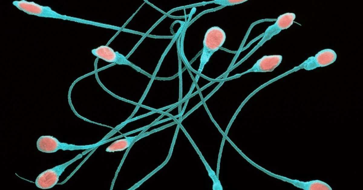 ヒトの精子の減少加速　70年代から6割減、打つ手見えず - 日本経済新聞