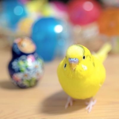 おかかちゃん? on Twitter: 