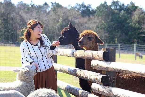 ＜画像4 / 13＞マザー牧場で牛や馬などの動物たちと触れ合おう！おいしい牧場グルメなどの楽しみ方も紹介｜ウォーカープラス