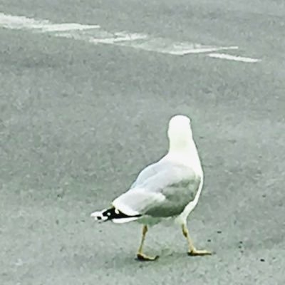 脳 はと on Twitter: 