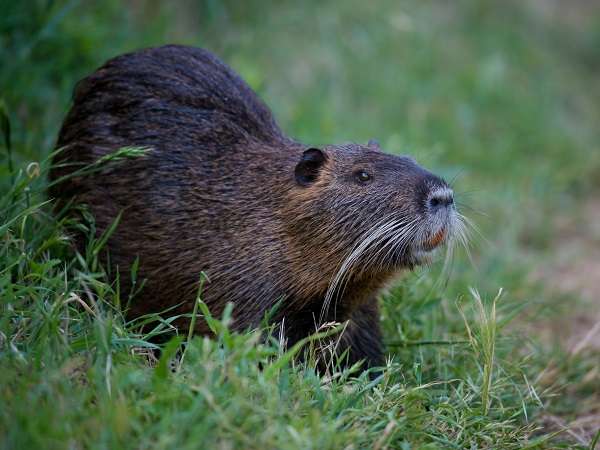 「クマが東京23区内に現れる日も遠くない」アライグマやハクビシンまで都会に出没する理由