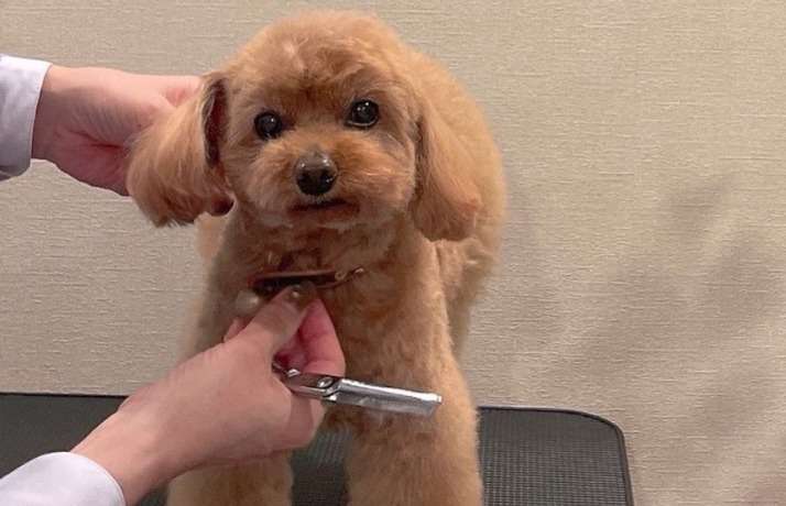 ファンも業界人も総祝福 「堂本剛&百田夏菜子」の結婚はなぜ“アンチ”が全くいないのか