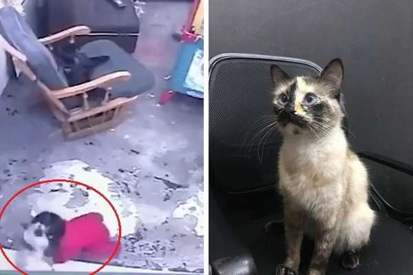 【感動】赤ちゃんが危険な階段へとハイハイ！「猫」が猛ダッシュで止め事故を防ぐ  |  もふたん