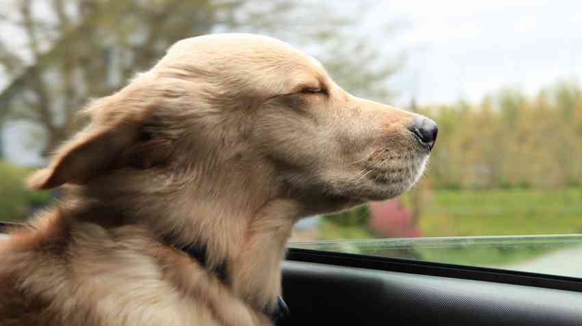 大型犬が好きな人が画像を貼ったり愛でたりするトピ
