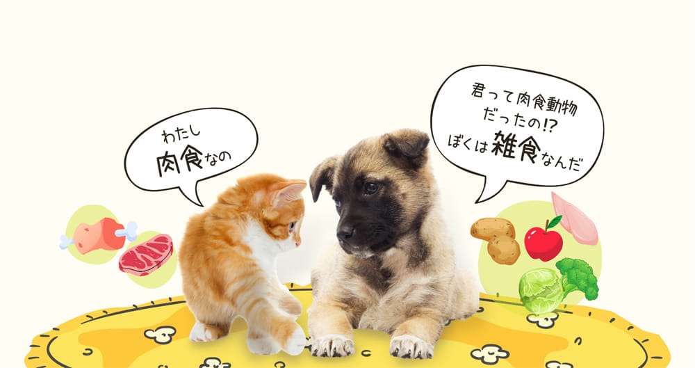 仲良しの小型犬を襲ったコヨーテ、黒猫が飛び出して撃退　米オクラホマ州